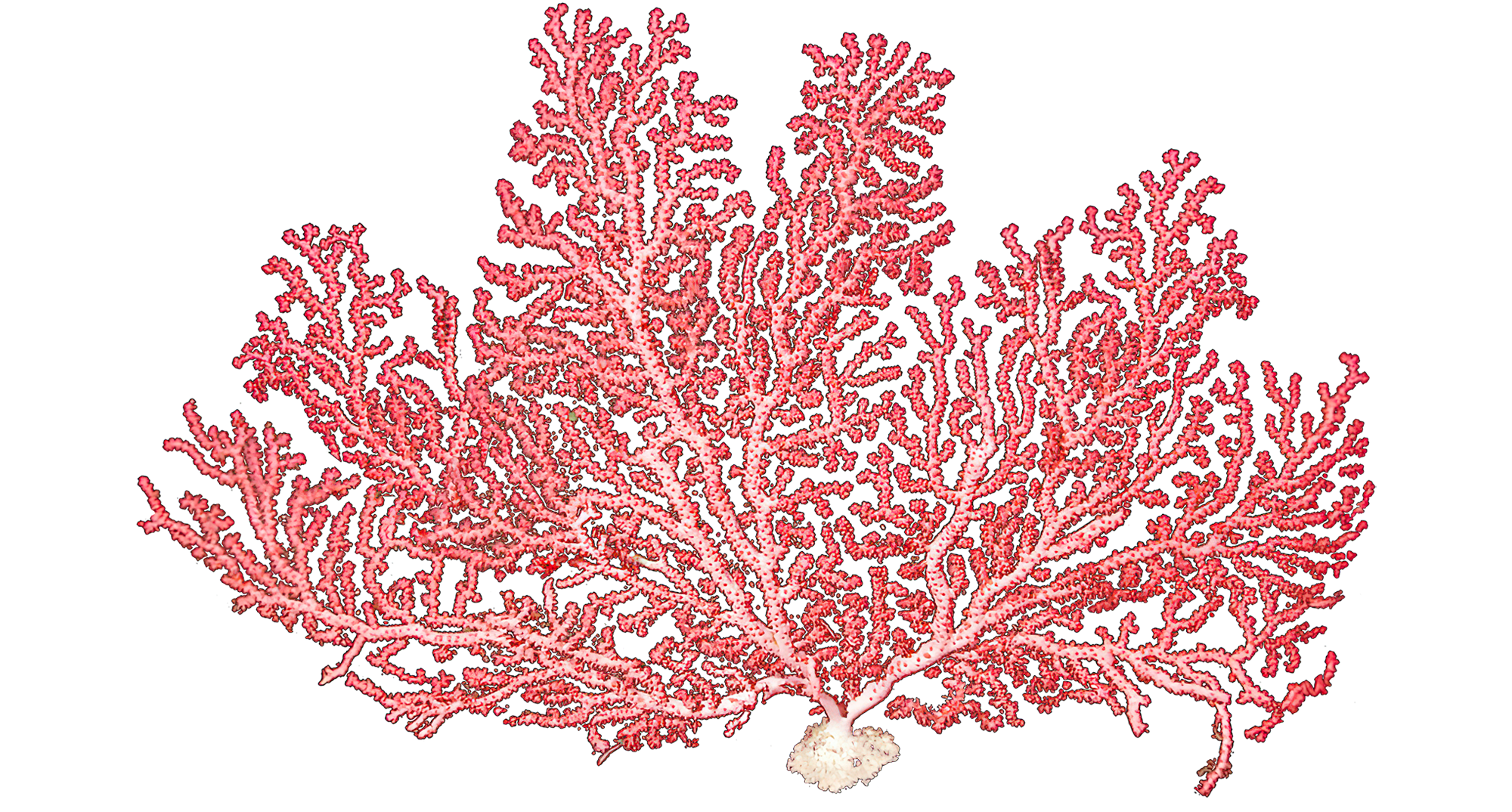 bubblegum coral